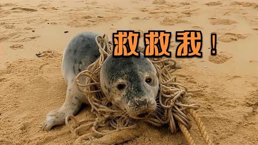海豹救人海豹救人，海洋精灵的温情时刻